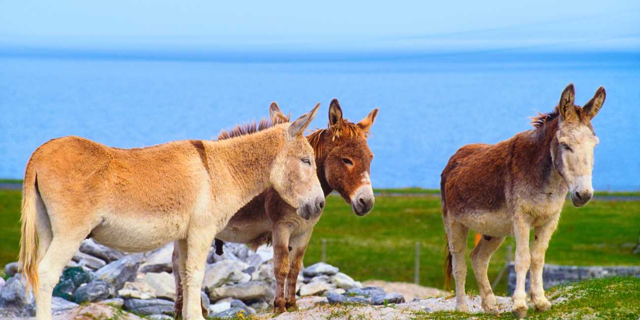 Tres burros autóctonos, amigables, de color marrón y beige, de pie con orgullo en una colina cubierta de hierba con vistas al azul profundo del océano Atlántico en las Islas Aran.